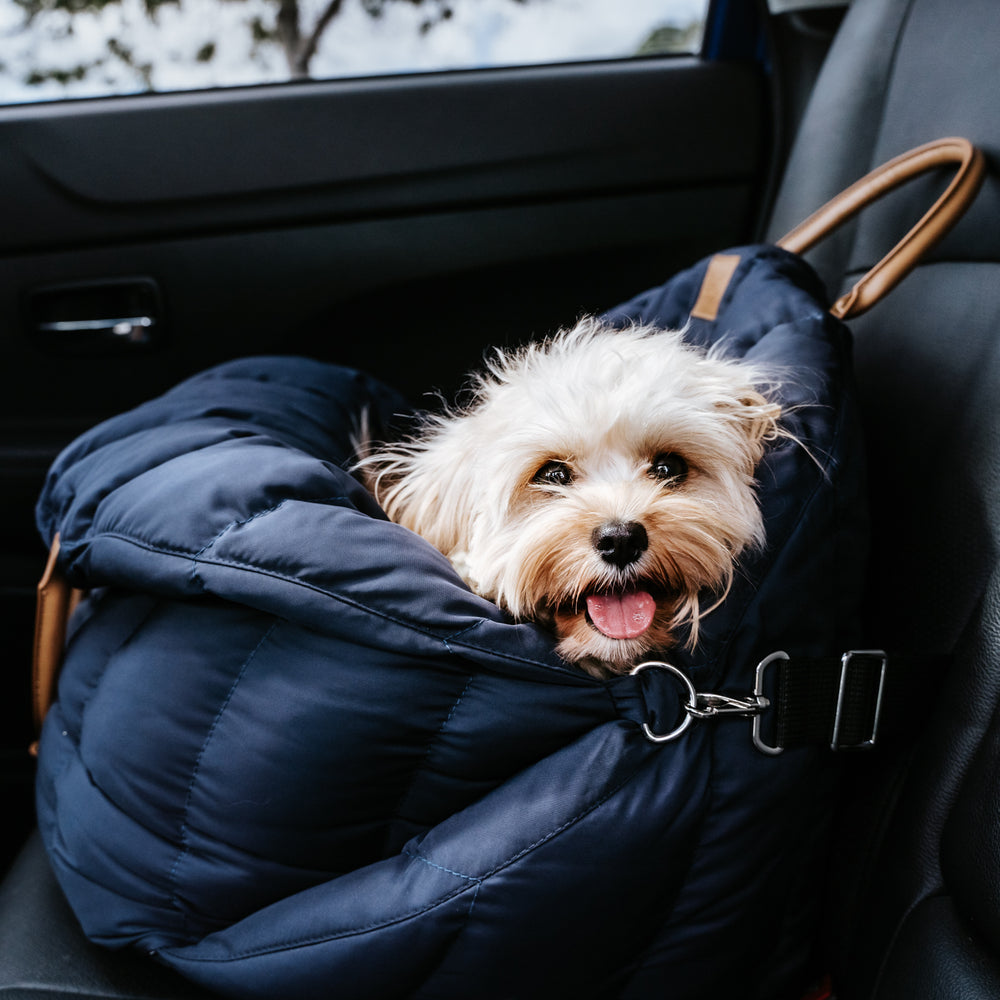 Dog in comfortable car seat bed